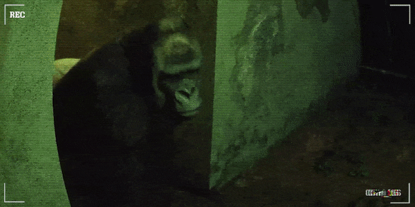 癫狂动物园|官方中文|Zoochosis-办公驿站